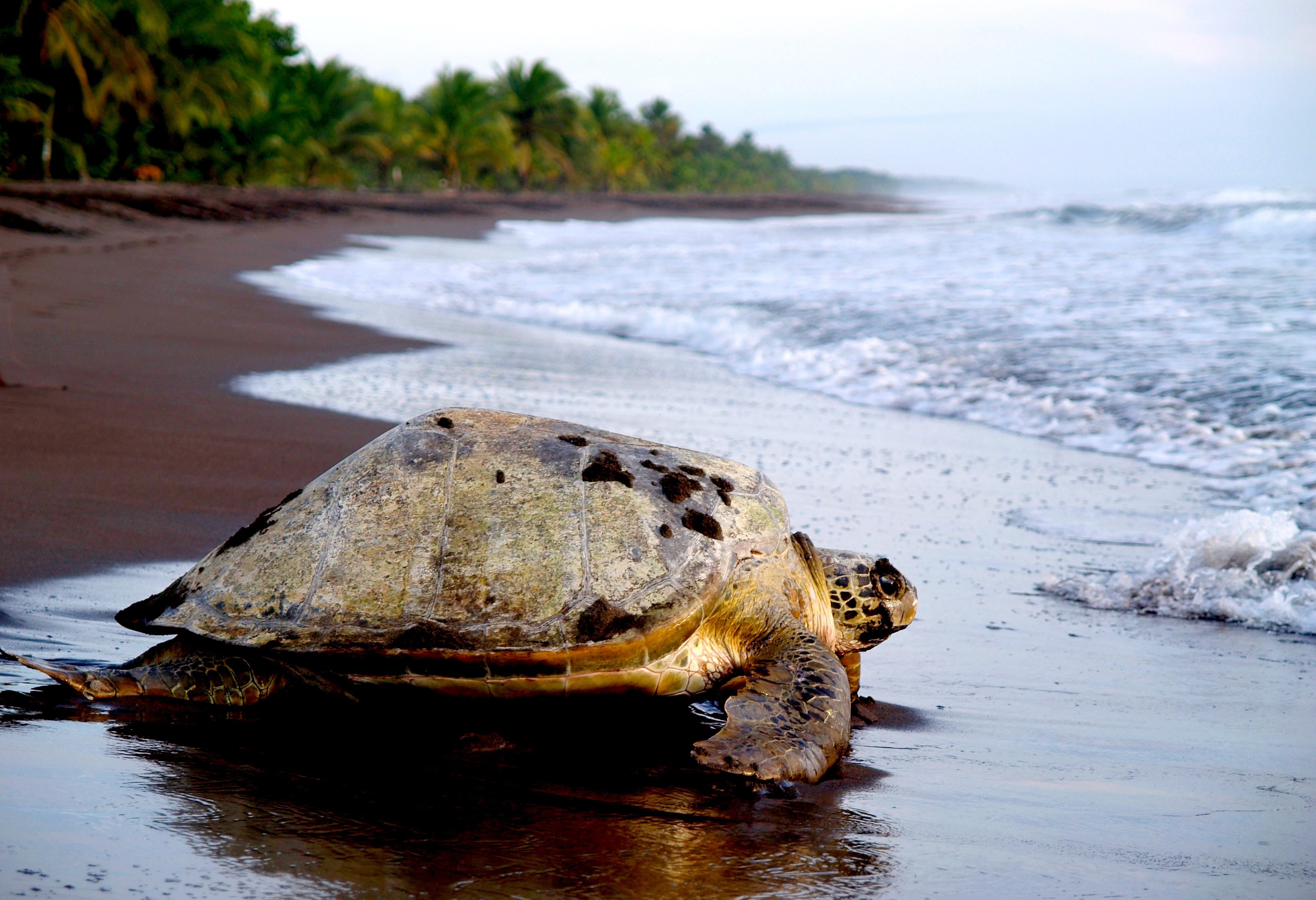 Zeeschildpad in Tortuguero NP in Costa Rica